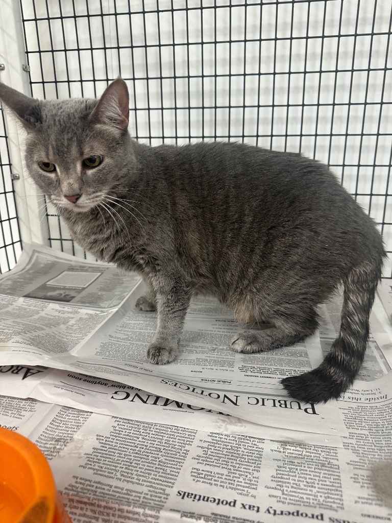 Kissy, an adoptable Domestic Short Hair in Green River, WY, 82935 | Photo Image 2