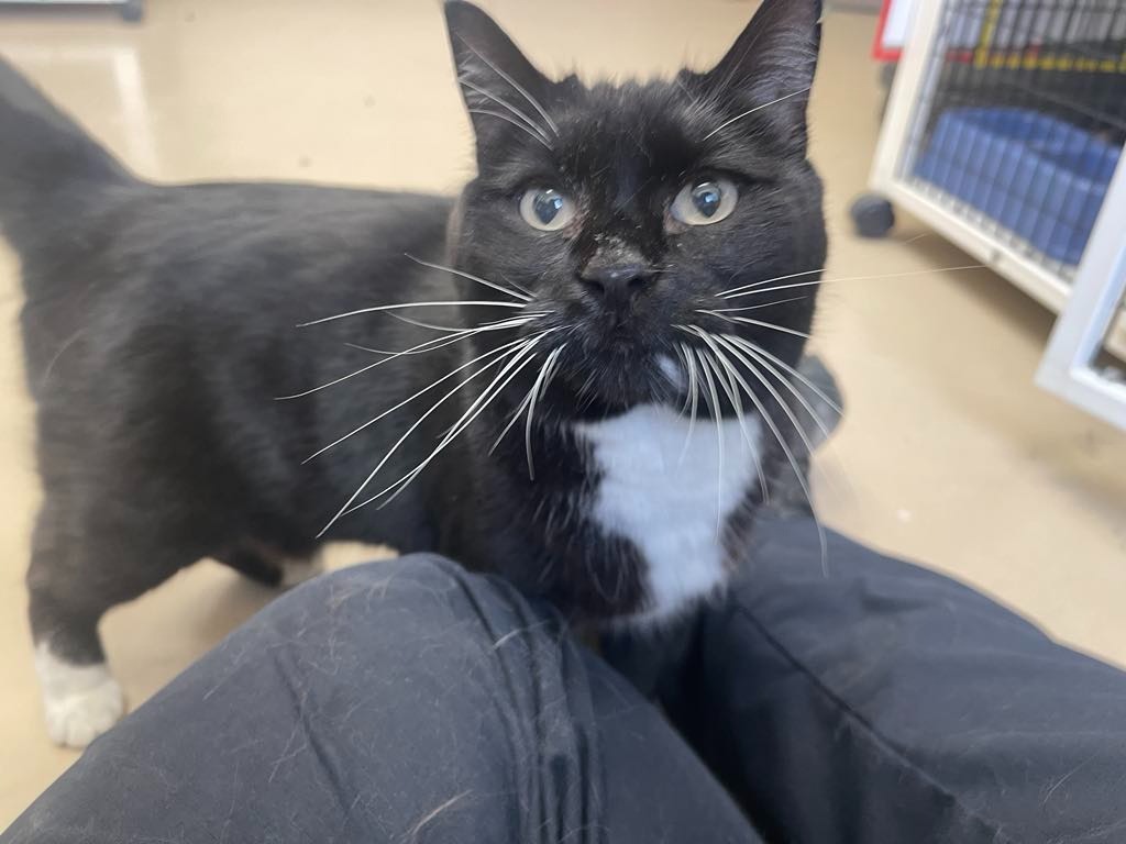 Slips, an adoptable Domestic Short Hair in Green River, WY, 82935 | Photo Image 1