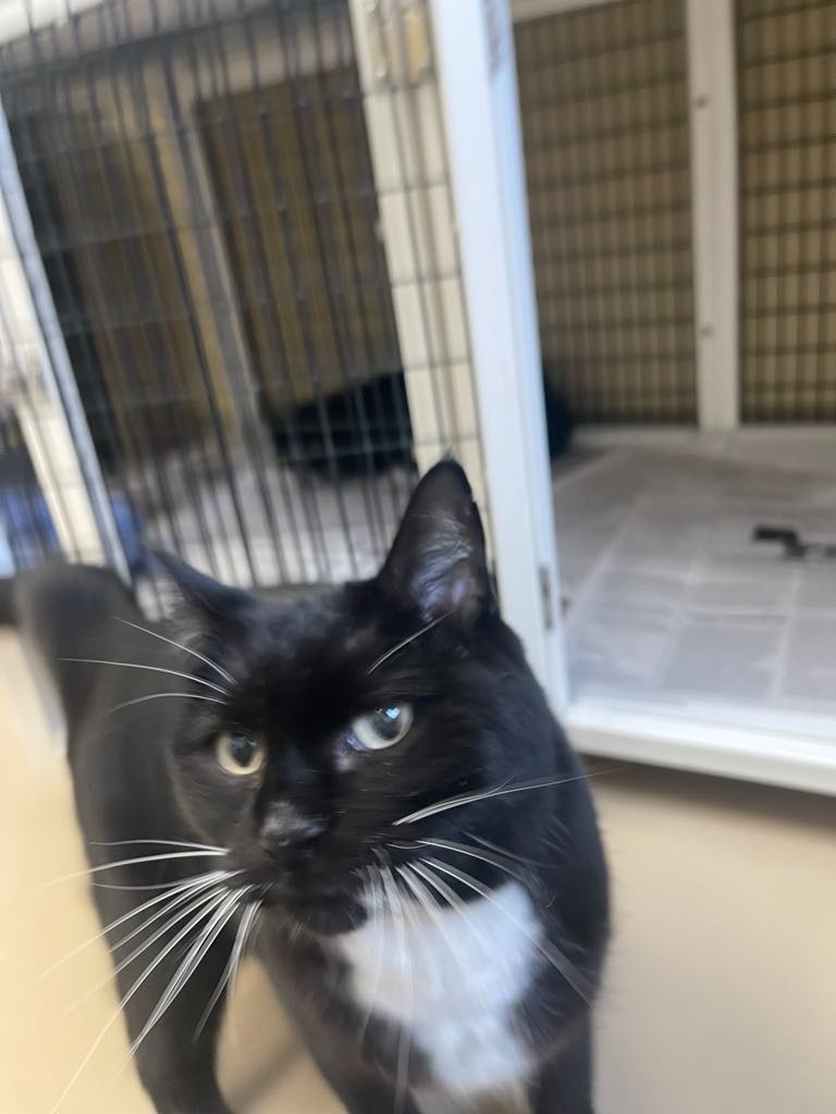 Slips, an adoptable Domestic Short Hair in Green River, WY, 82935 | Photo Image 4