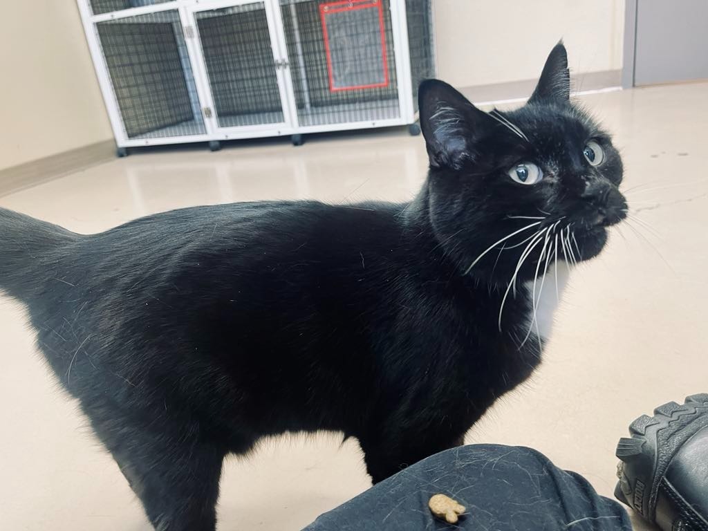 Slips, an adoptable Domestic Short Hair in Green River, WY, 82935 | Photo Image 5