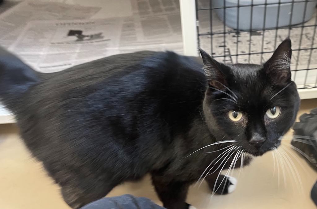 Slips, an adoptable Domestic Short Hair in Green River, WY, 82935 | Photo Image 6