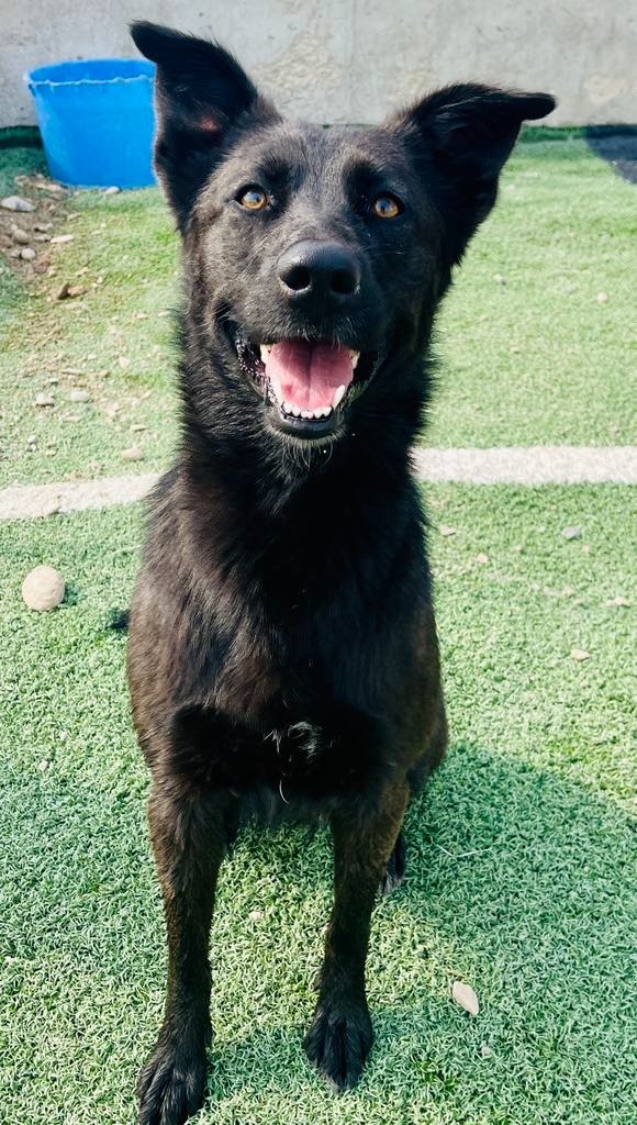 Koda, an adoptable German Shepherd Dog, Husky in Green River, WY, 82935 | Photo Image 1