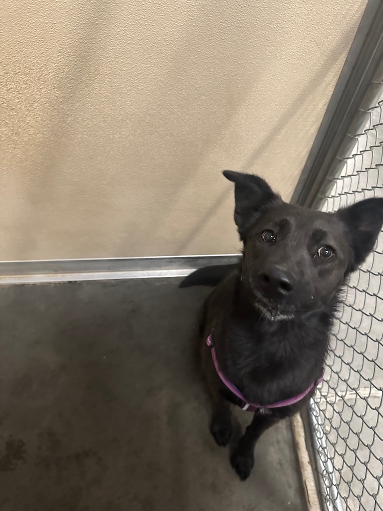 Koda, an adoptable German Shepherd Dog, Husky in Green River, WY, 82935 | Photo Image 2