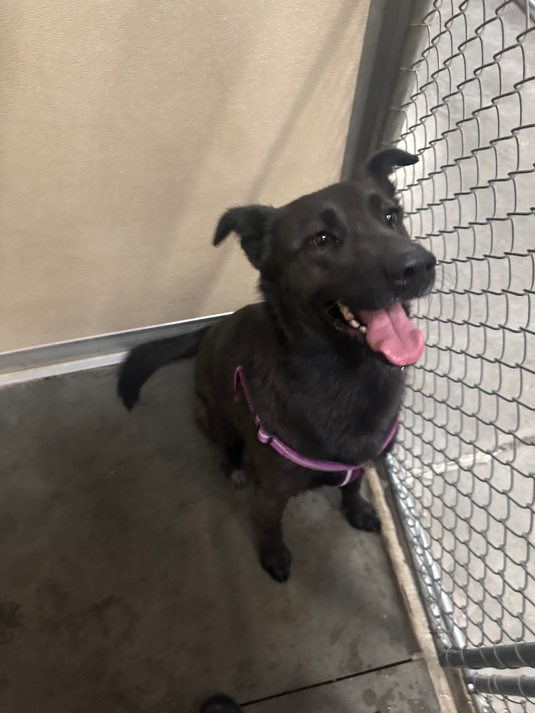 Koda, an adoptable German Shepherd Dog, Husky in Green River, WY, 82935 | Photo Image 3