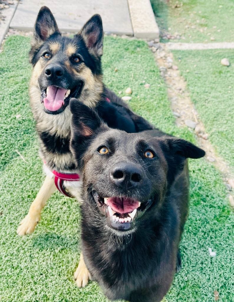 Koda