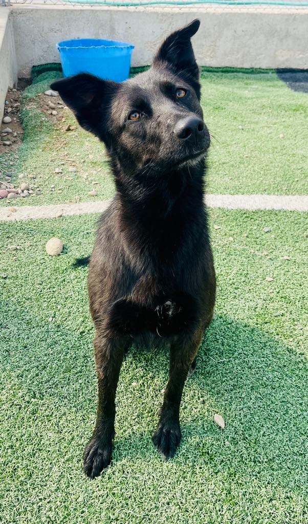 Koda, an adoptable German Shepherd Dog, Husky in Green River, WY, 82935 | Photo Image 6