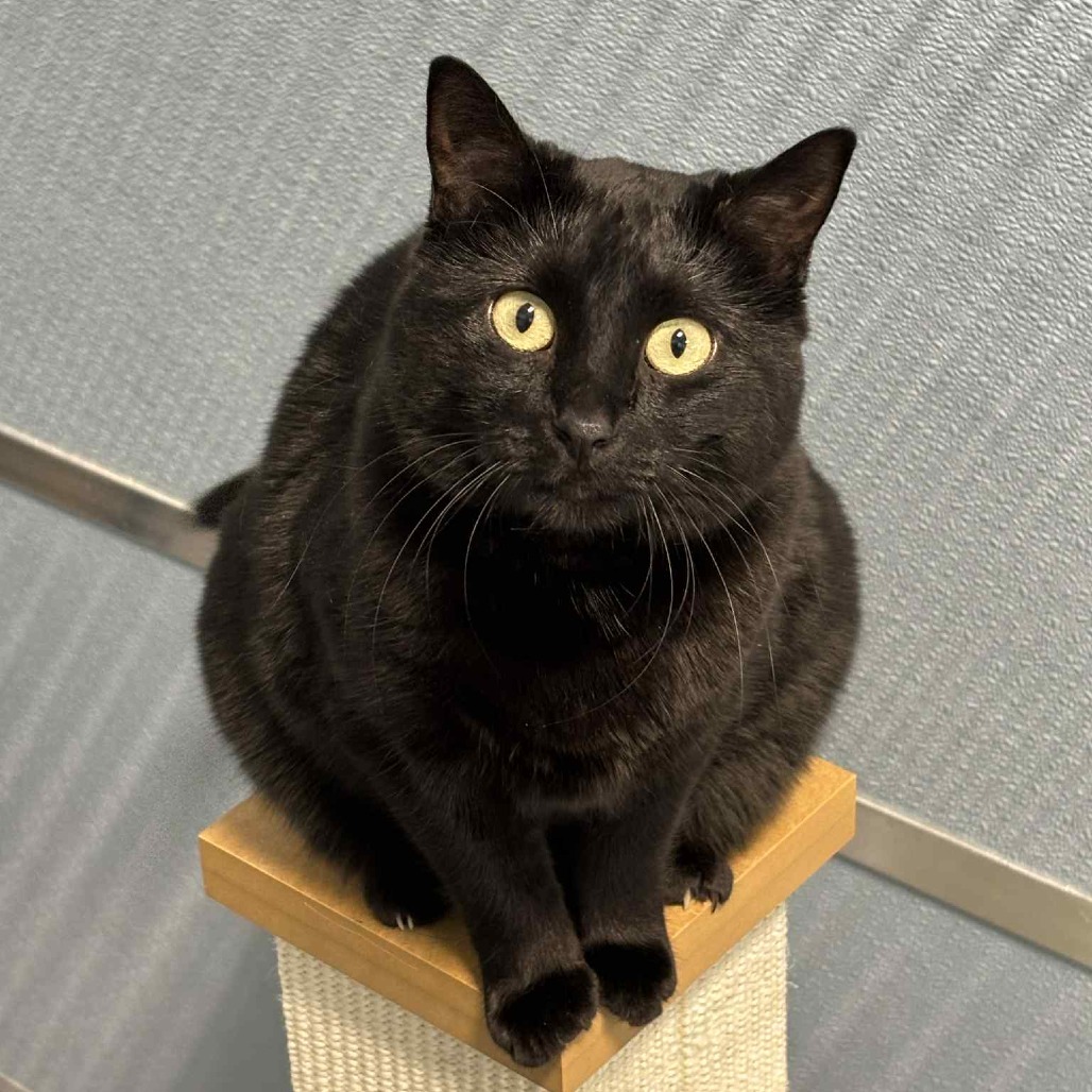 Midge, an adoptable Domestic Short Hair in Sheridan, WY, 82801 | Photo Image 1