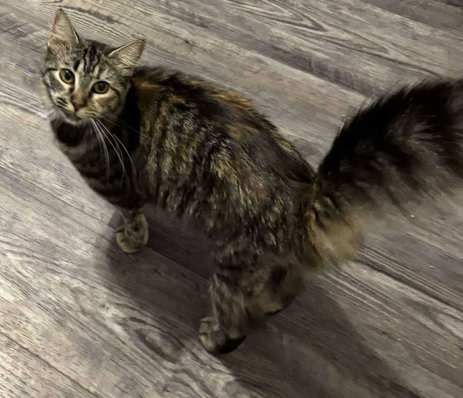Liberty - Not at shelter (Kristy)