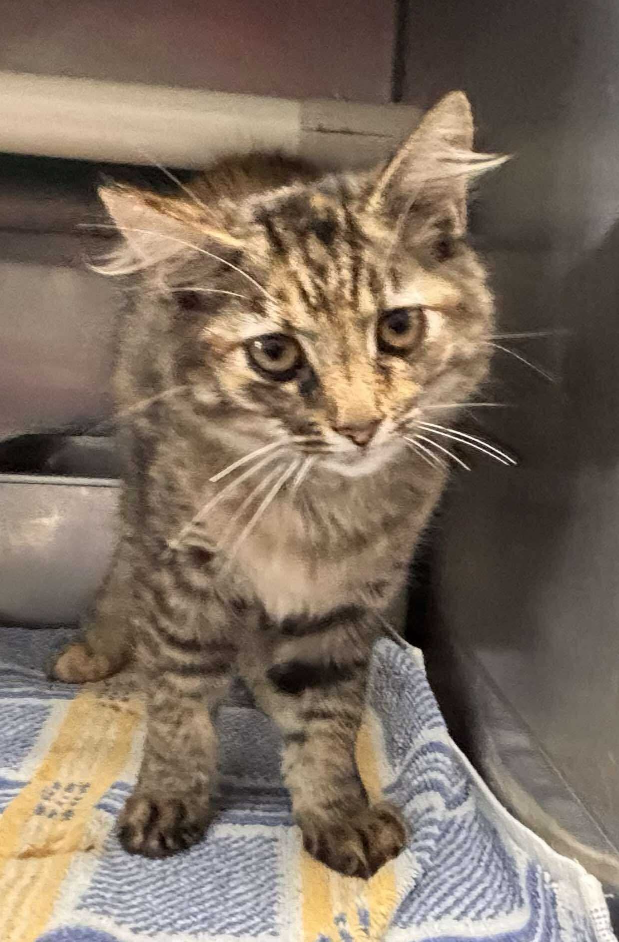 Lizzie - At shelter