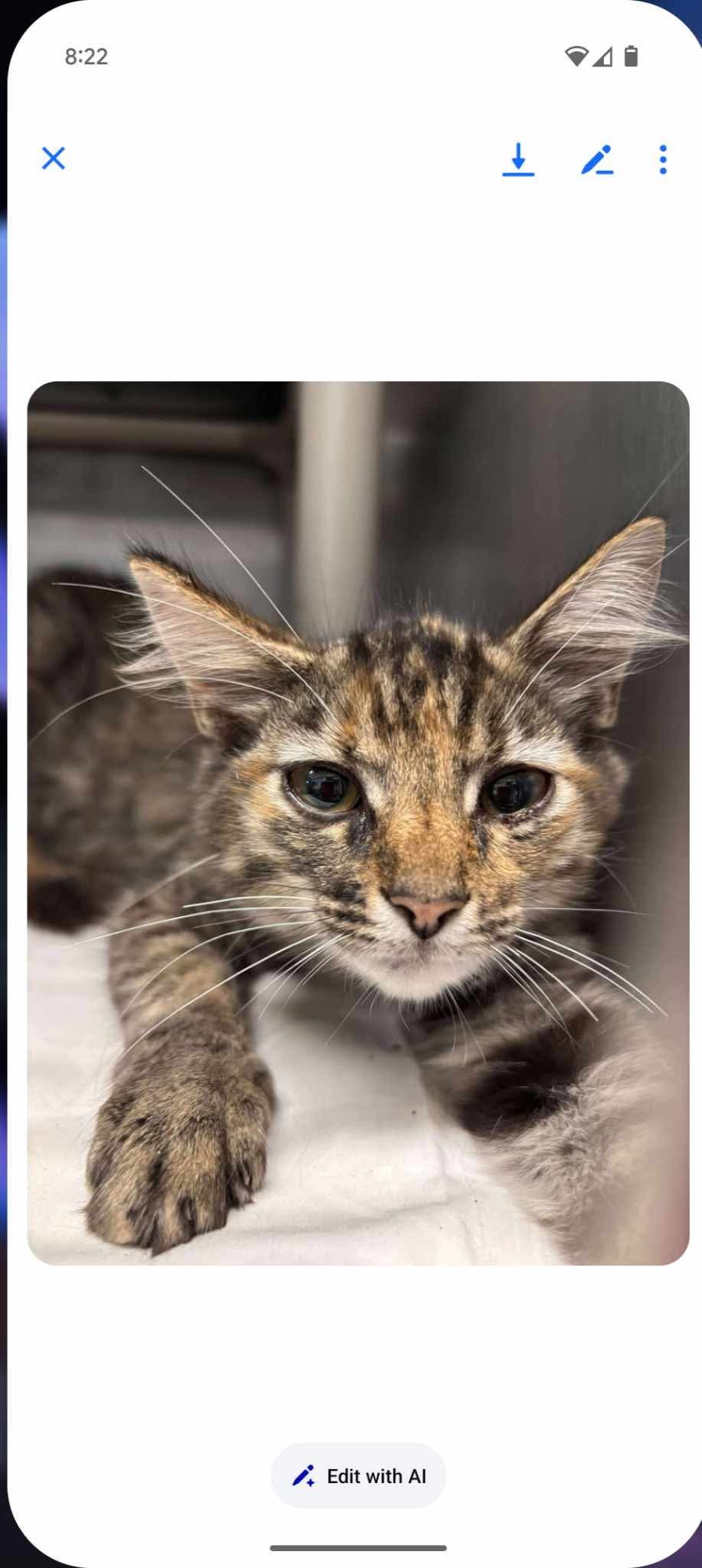 Lizzie - At shelter