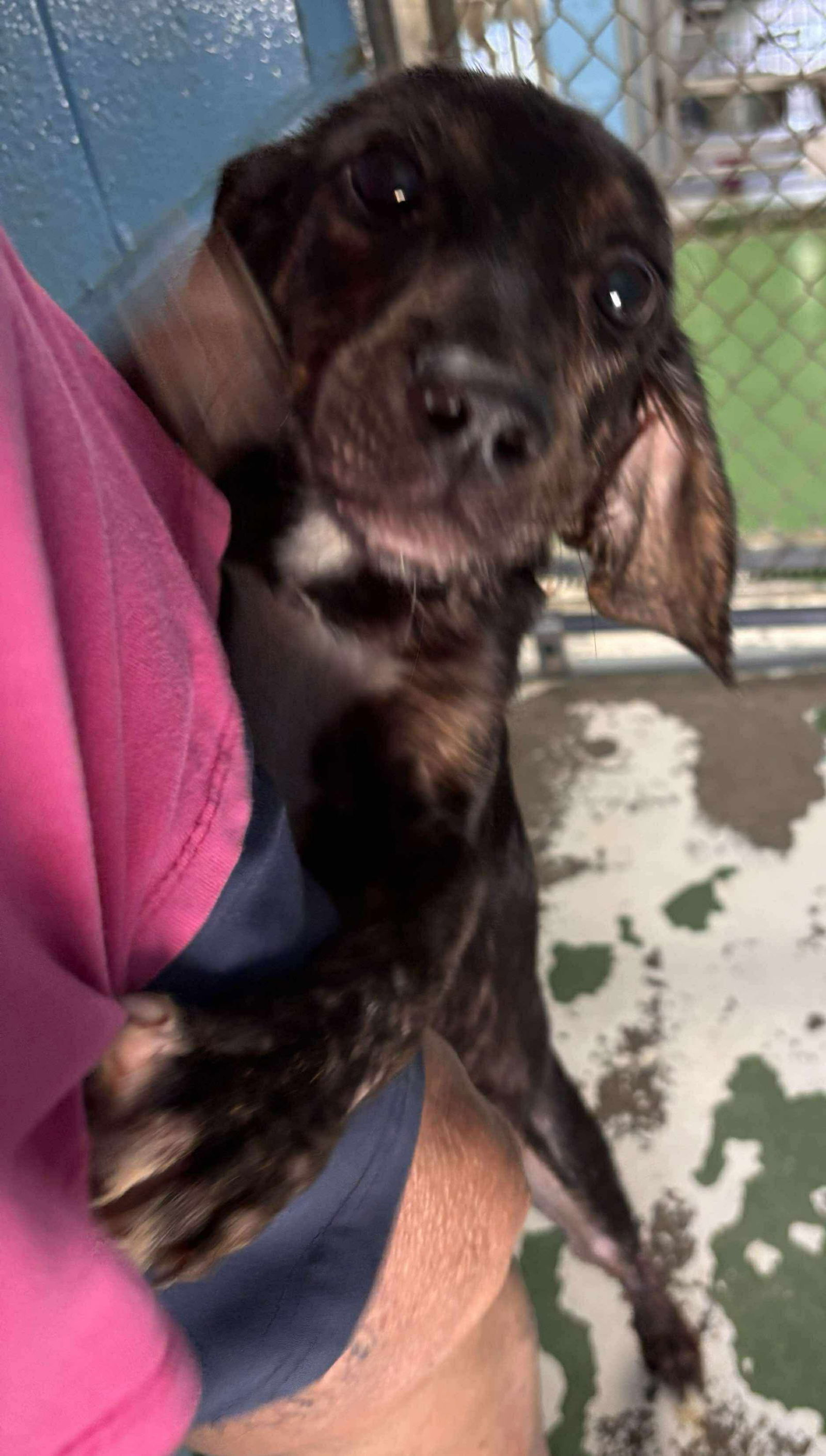 Trout - At shelter available 7/26