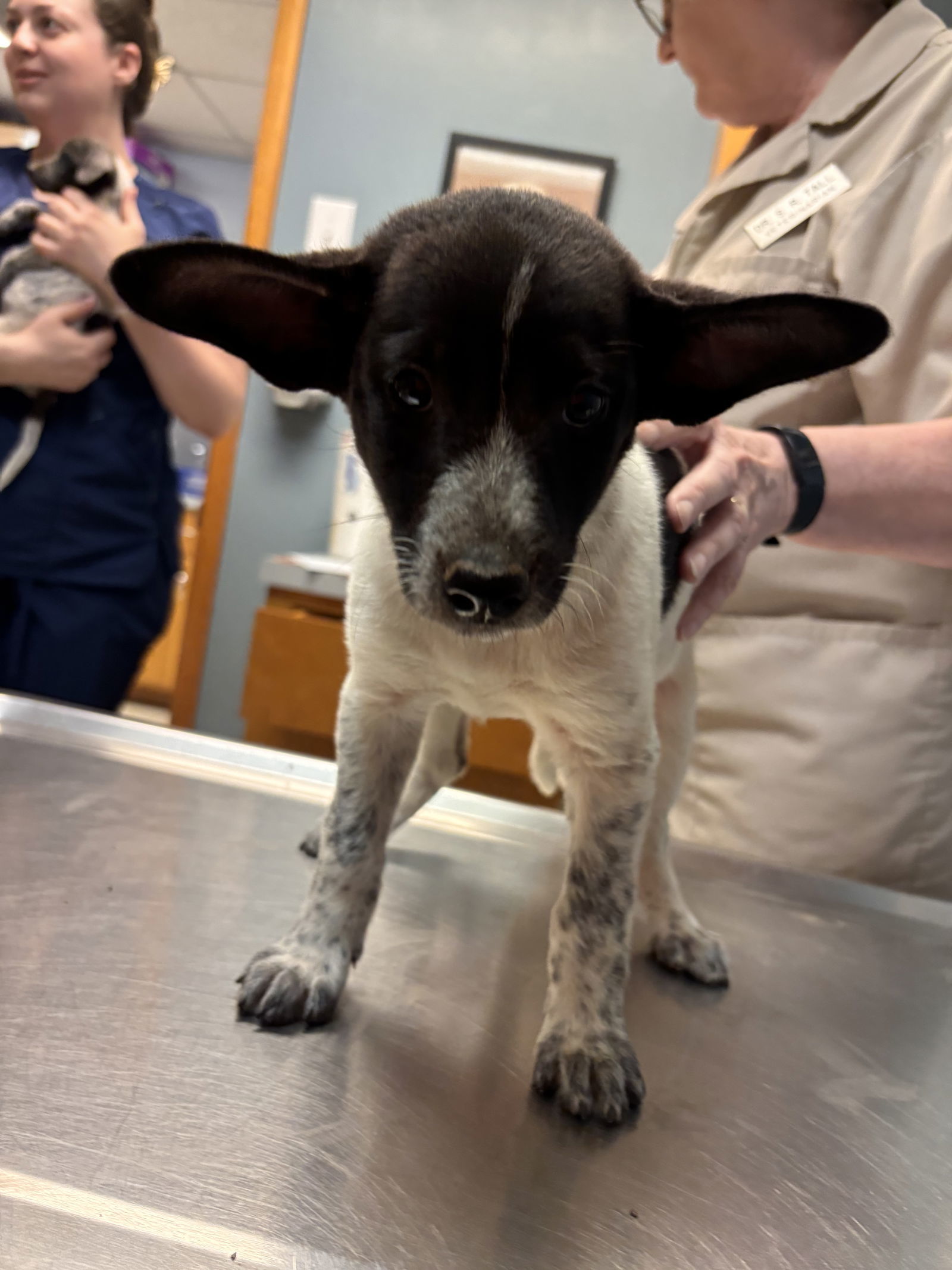 Kestral: Not at the shelter (Pamela)