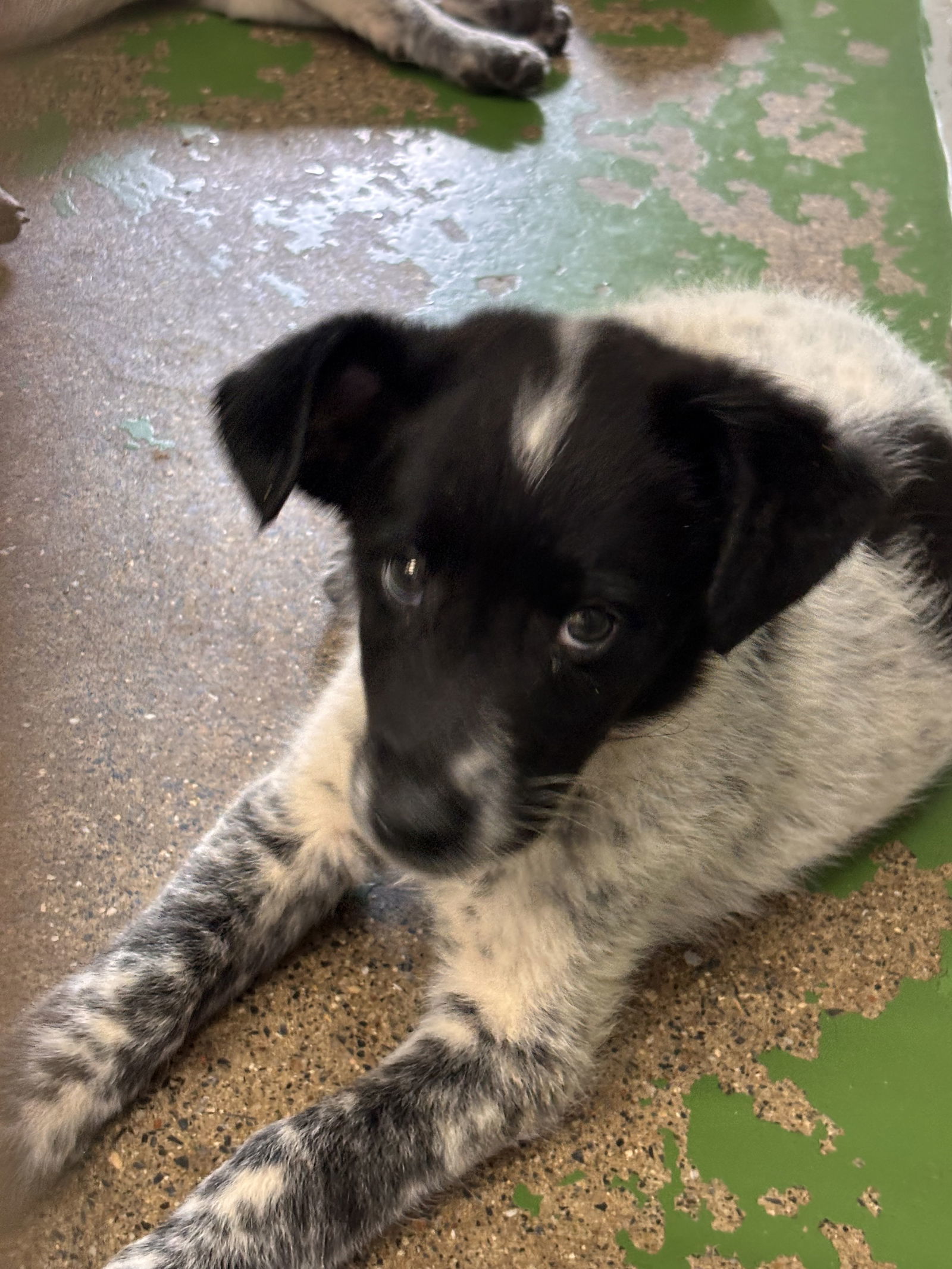 Falcon Fluff: Not at the shelter (Pamela)