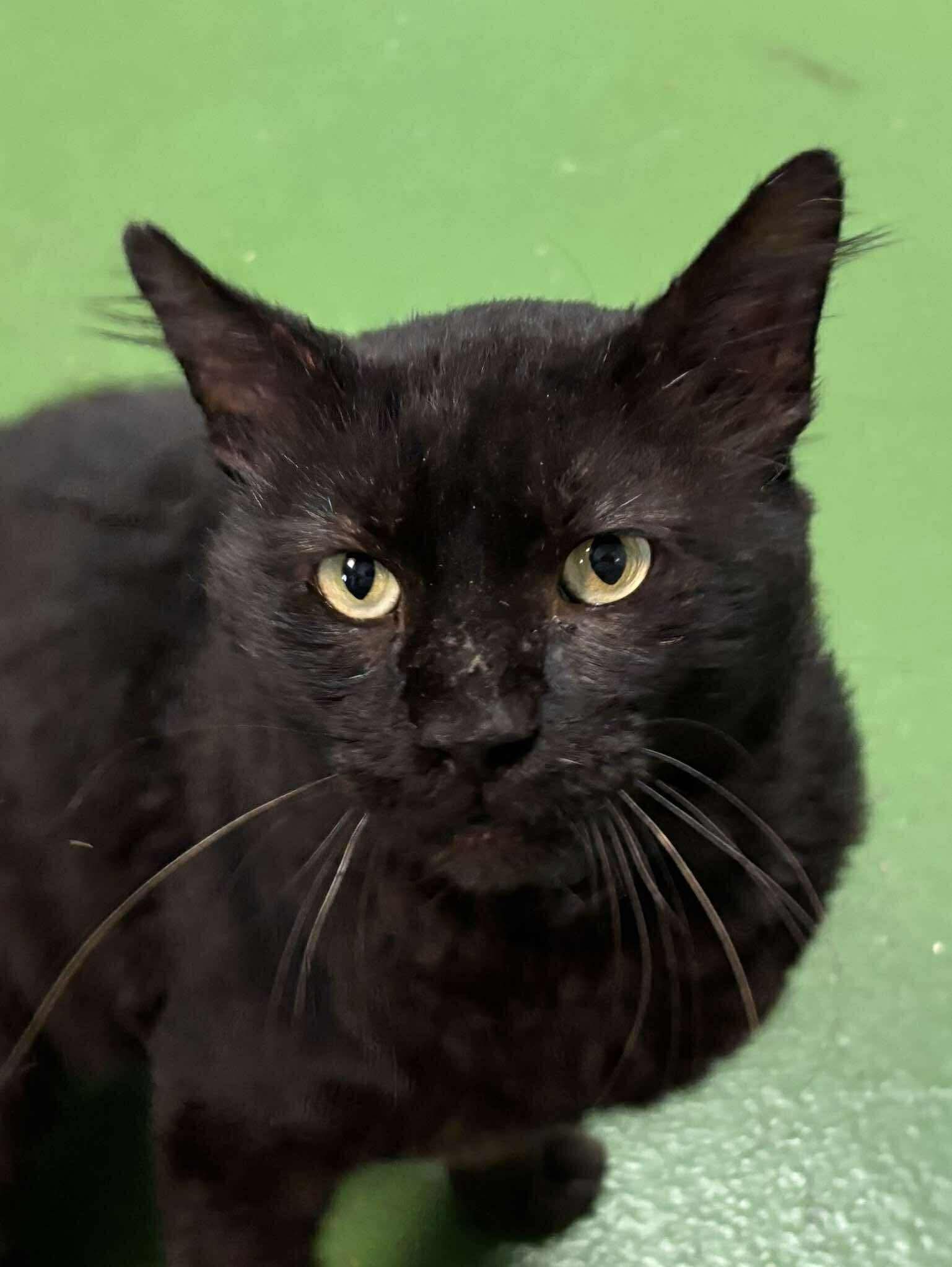 Sheldon - At shelter