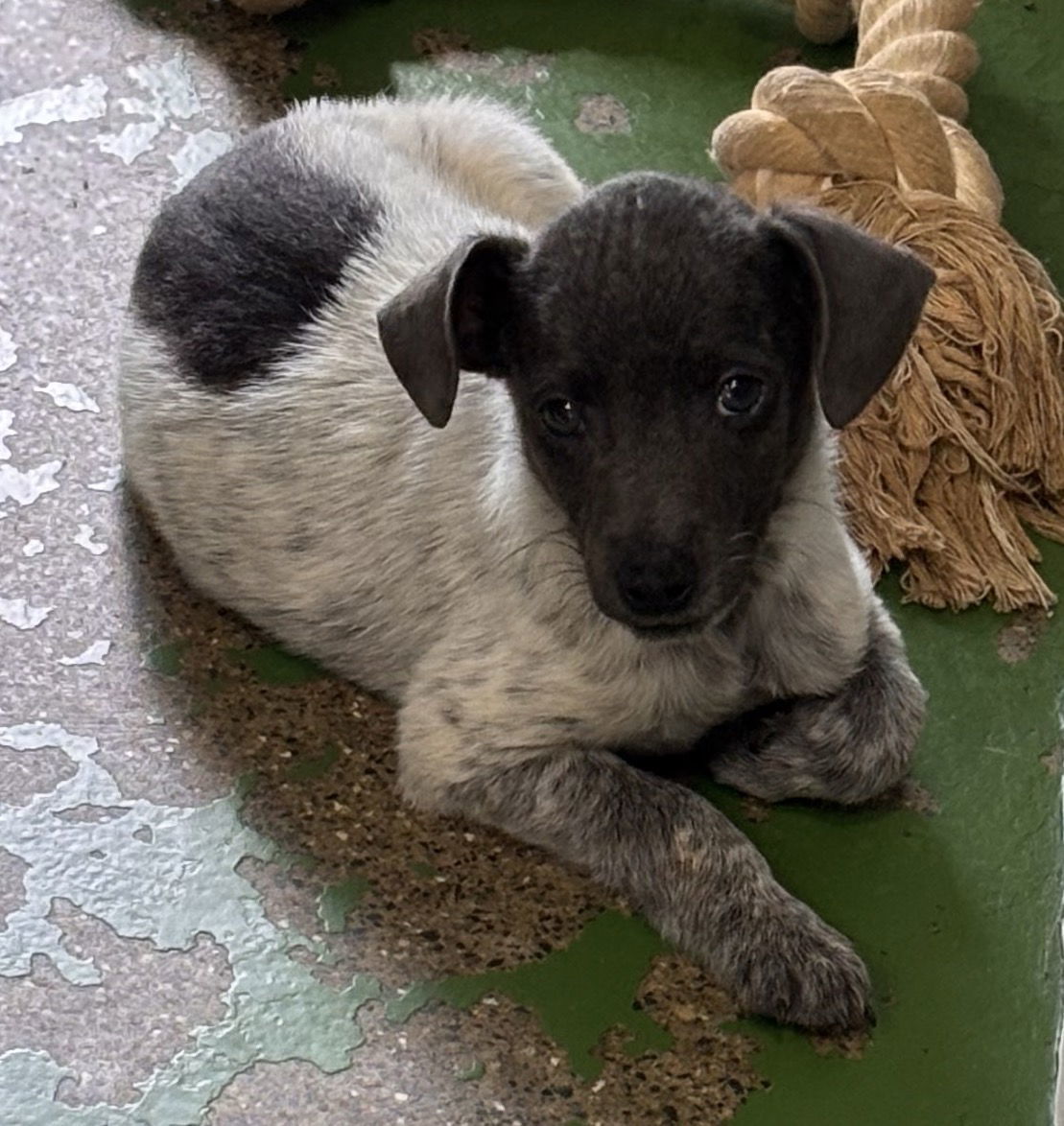 Kite: Not at the shelter (Pamela)