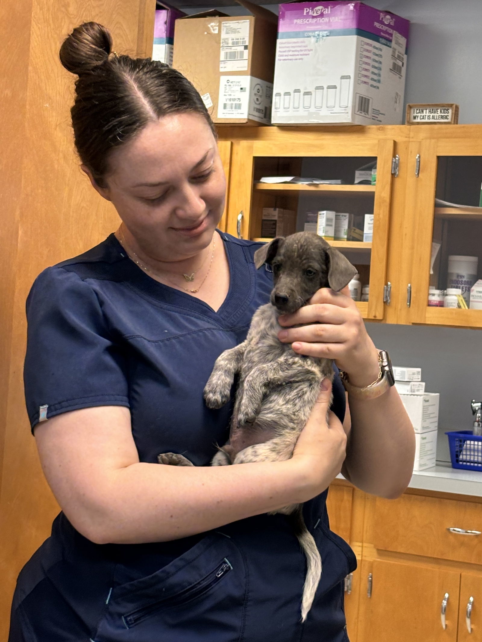 Kite: Not at the shelter (Pamela)