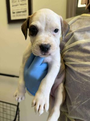 Cher (GA) Pit Bull Terrier Dog
