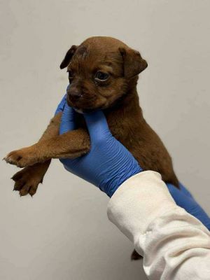 Riley (AL) Terrier Dog