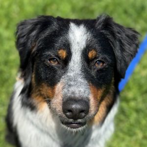 Hi My name is Kobe and Im at the Santa Maria Campus Im a 1 year old male Australian Shepherd