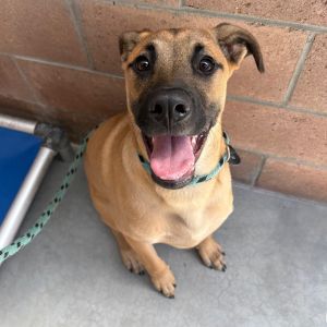 Hi My name is Puddles and Im at the Santa Barbara Campus Im a 5 month old Ma
