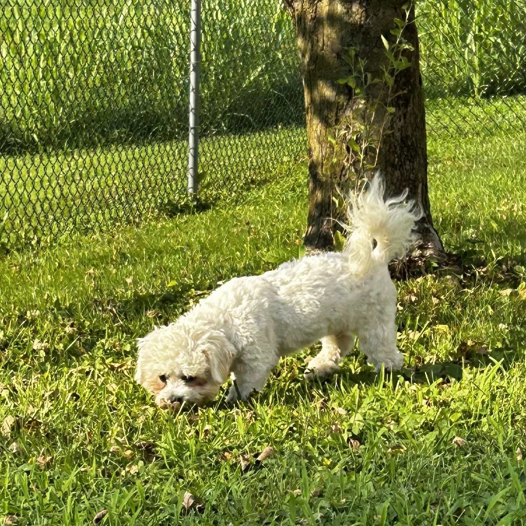 Luca