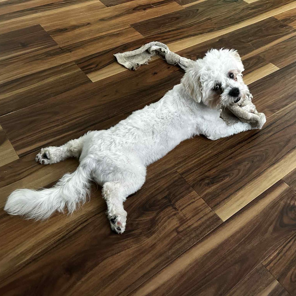 Luca