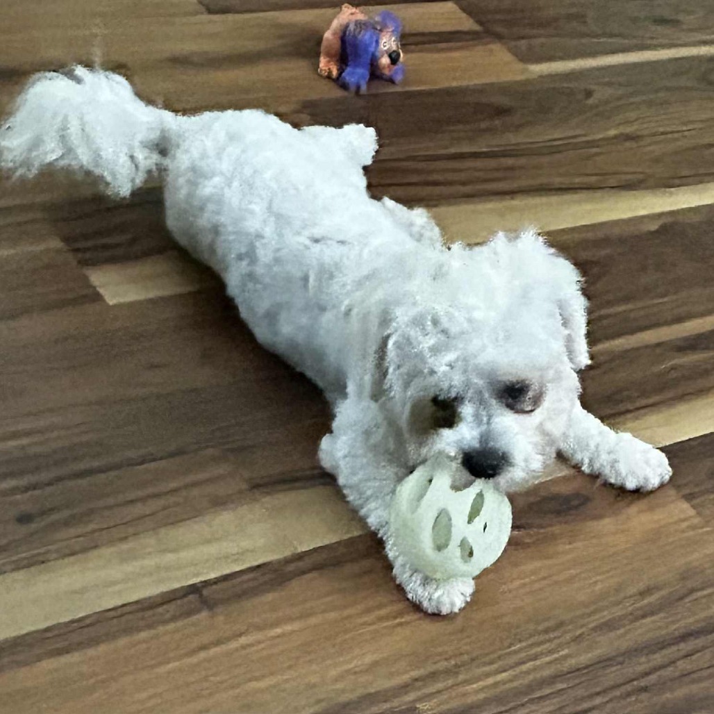 Luca