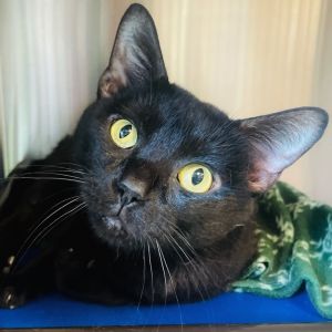 Inky, Adult Male unknown