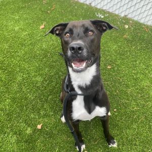 Jax, Young Male unknown