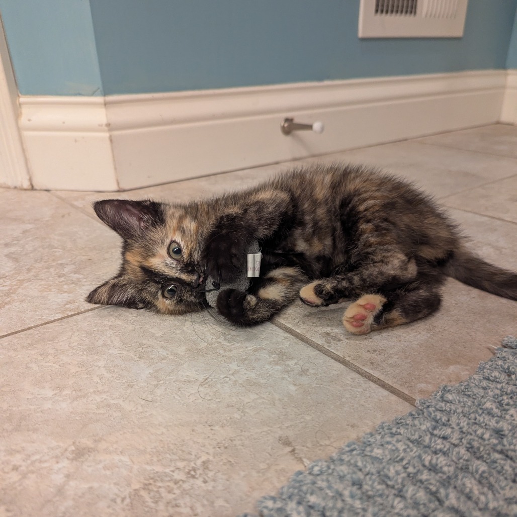 Cocoa