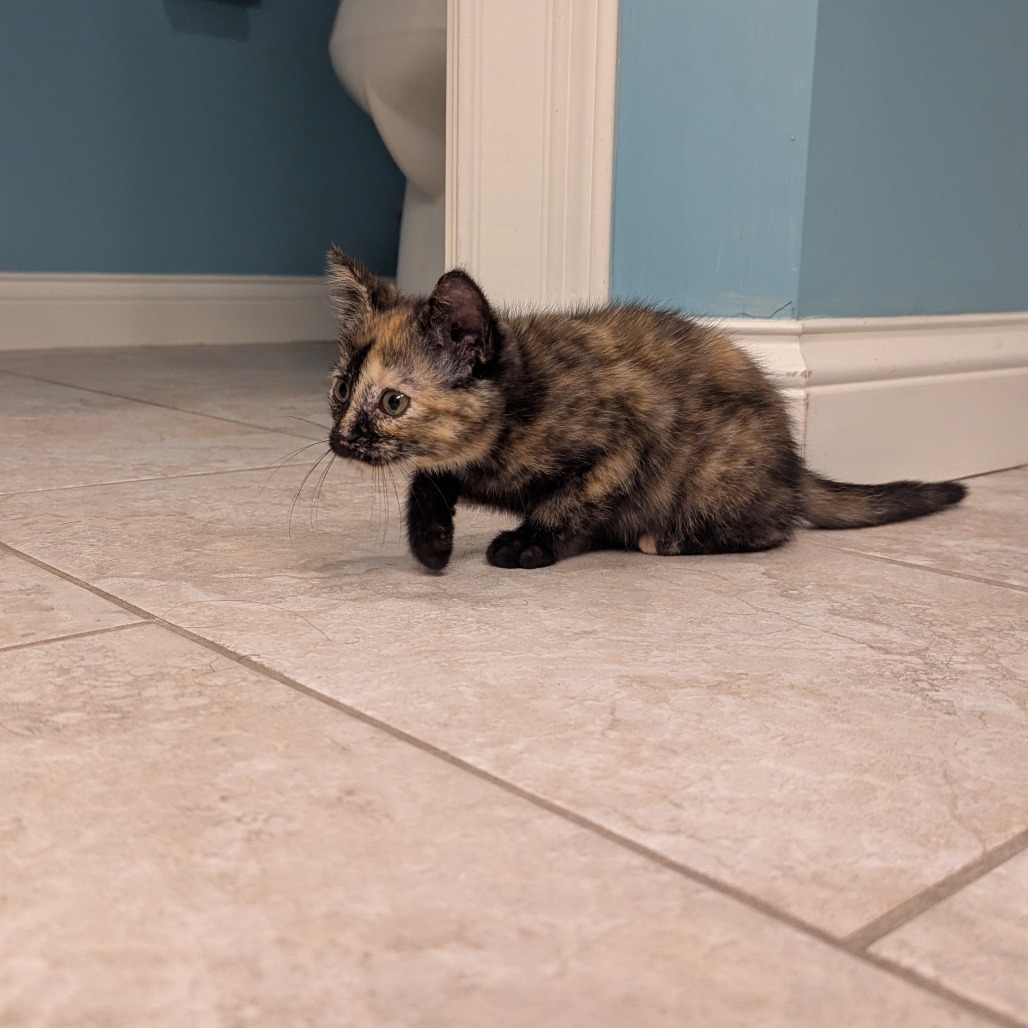 Cocoa
