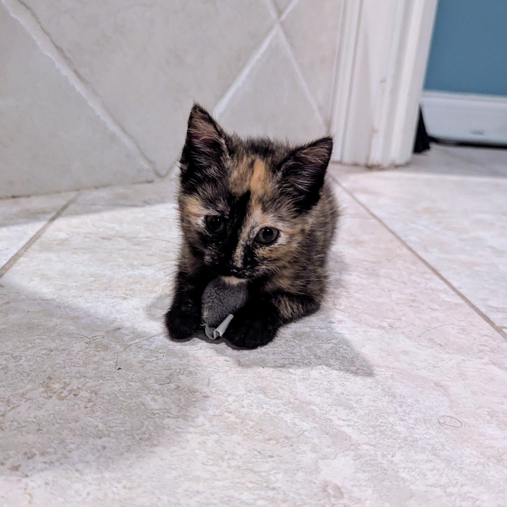 Cocoa