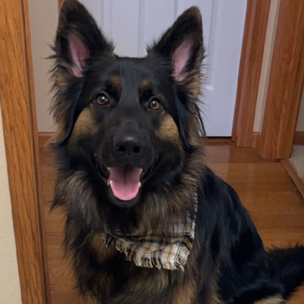 Koda 2.0, an adoptable German Shepherd Dog in Bismarck, ND, 58507 | Photo Image 1