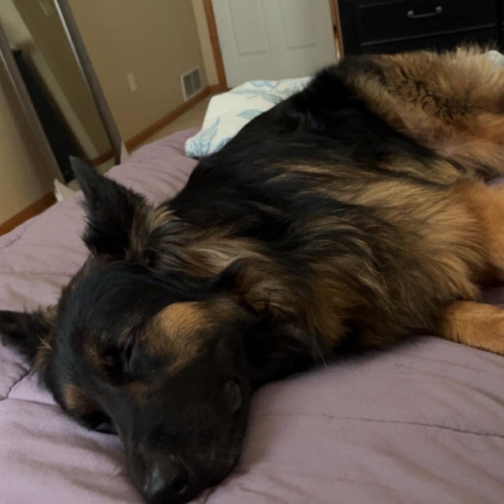 Koda 2.0, an adoptable German Shepherd Dog in Bismarck, ND, 58507 | Photo Image 2