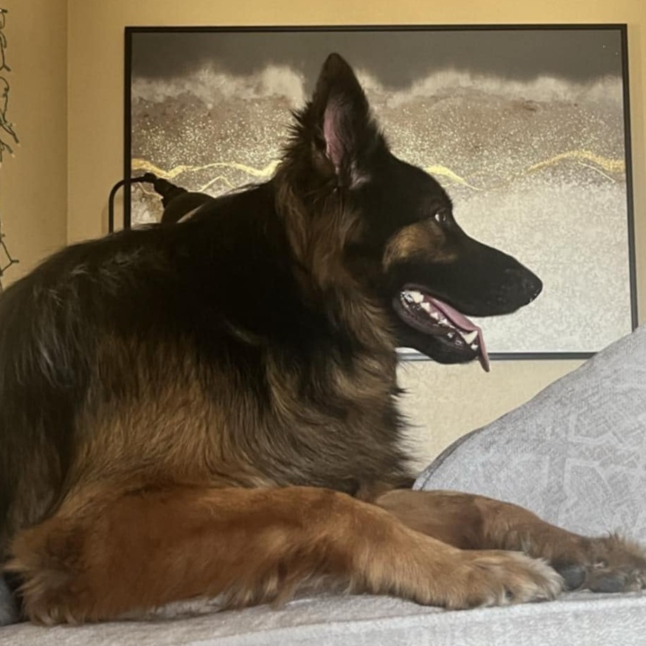 Koda 2.0, an adoptable German Shepherd Dog in Bismarck, ND, 58507 | Photo Image 3