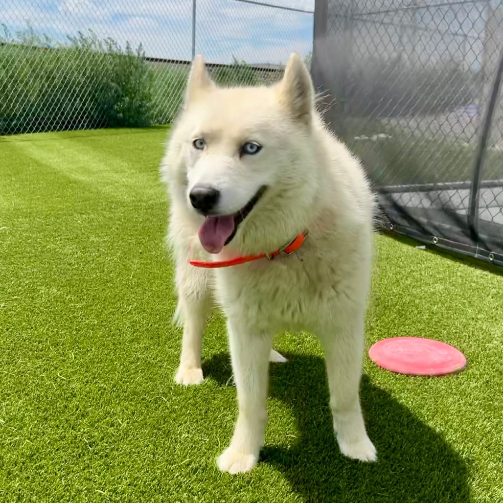 Luna, an adoptable Siberian Husky in Idaho Falls, ID, 83402 | Photo Image 1