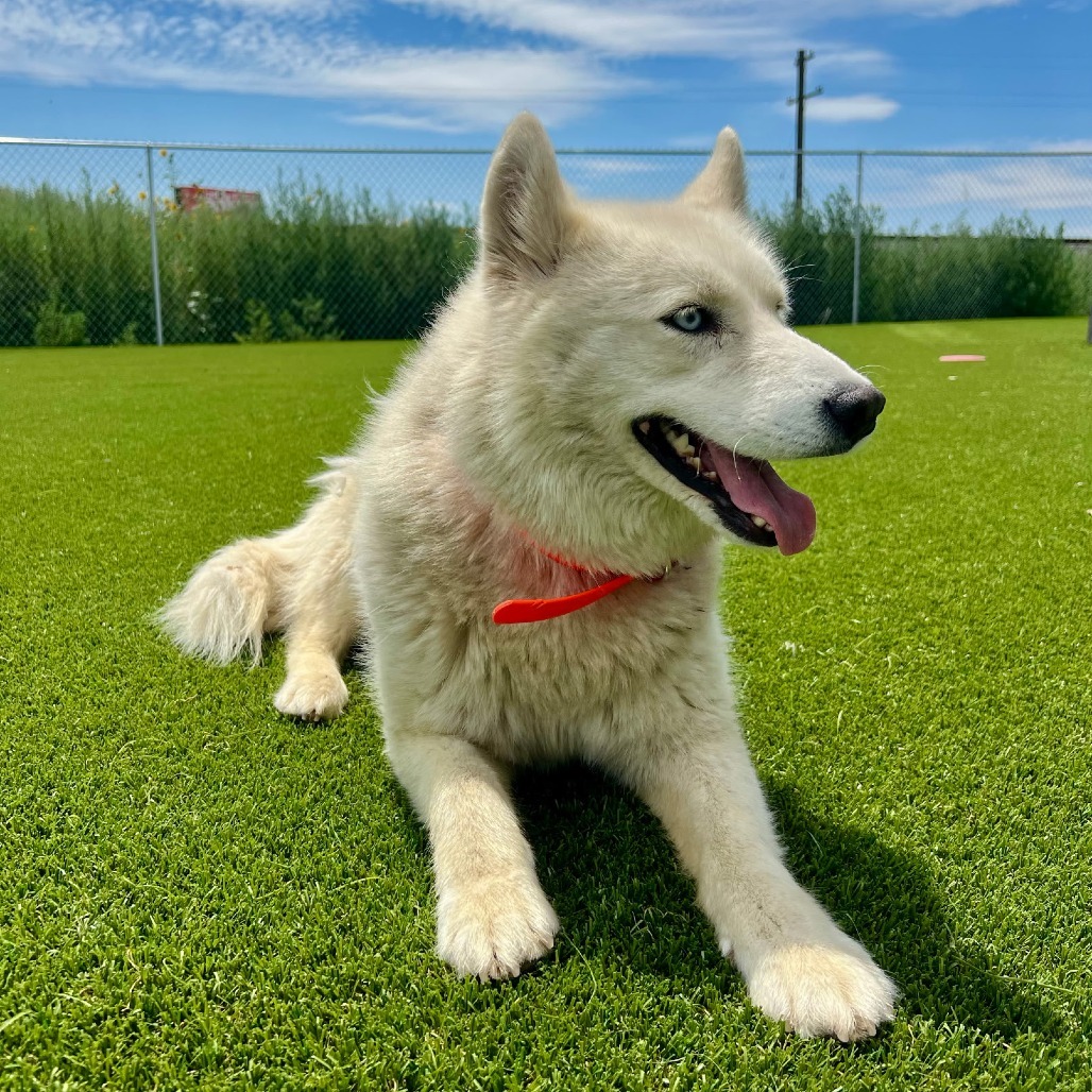Luna, an adoptable Siberian Husky in Idaho Falls, ID, 83402 | Photo Image 3