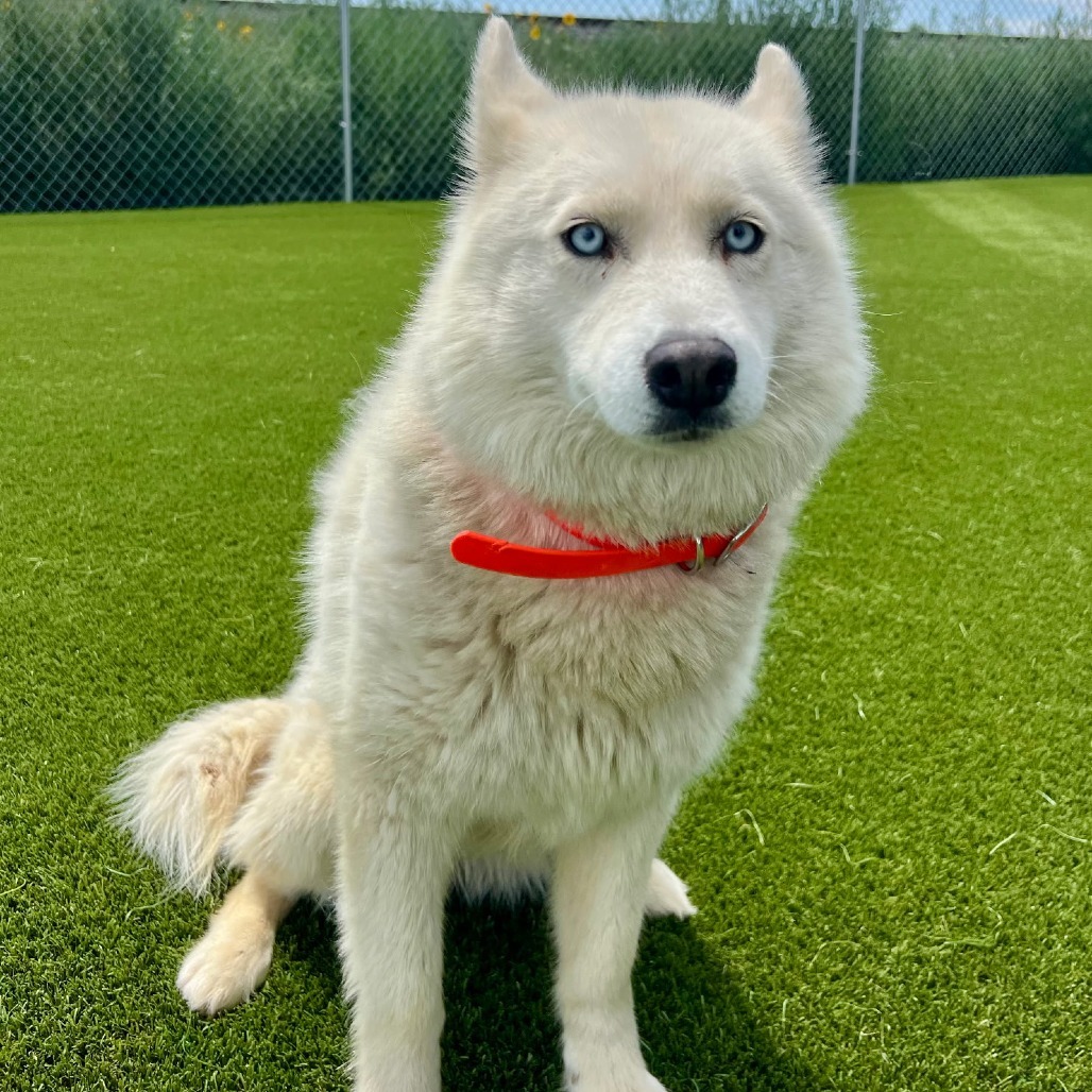 Luna, an adoptable Siberian Husky in Idaho Falls, ID, 83402 | Photo Image 4