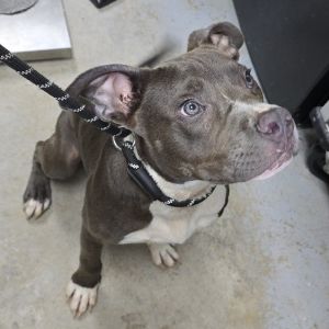 Jack 25-1359, Young Male unknown