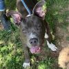 Jack 25-1359 photo 1