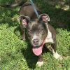 Jack 25-1359 photo 3