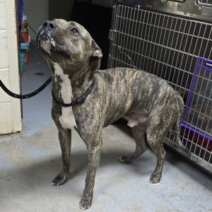 Mustard 25-1360, Adult Male unknown