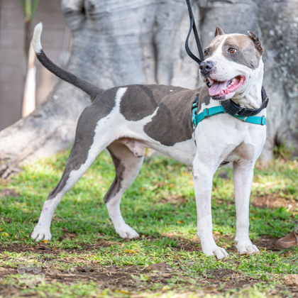 Wile E., an adoptable Pit Bull Terrier, Mixed Breed in Honolulu, HI, 96826 | Photo Image 1
