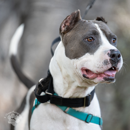 Wile E., an adoptable Pit Bull Terrier, Mixed Breed in Honolulu, HI, 96826 | Photo Image 2