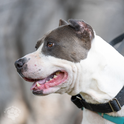 Wile E., an adoptable Pit Bull Terrier, Mixed Breed in Honolulu, HI, 96826 | Photo Image 3