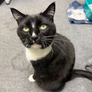 Rey, Senior Male unknown