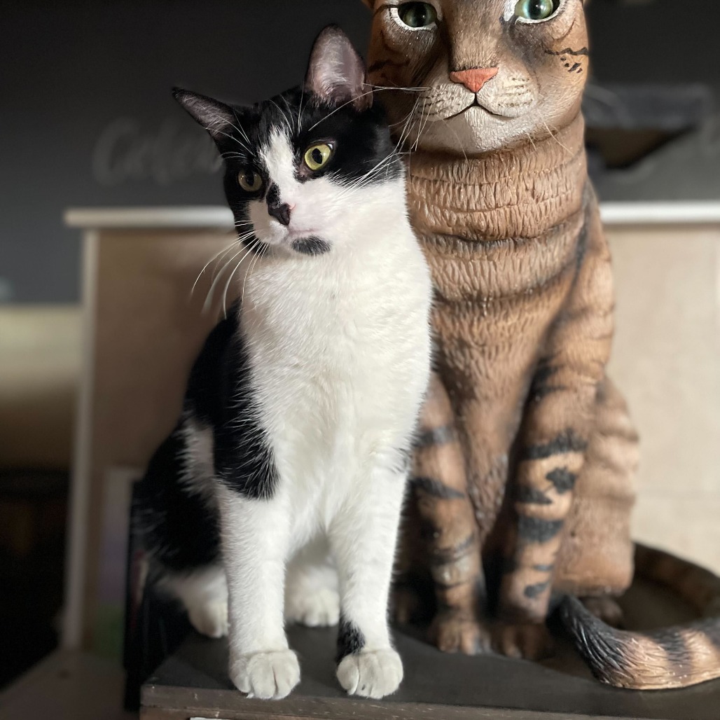 Cobi