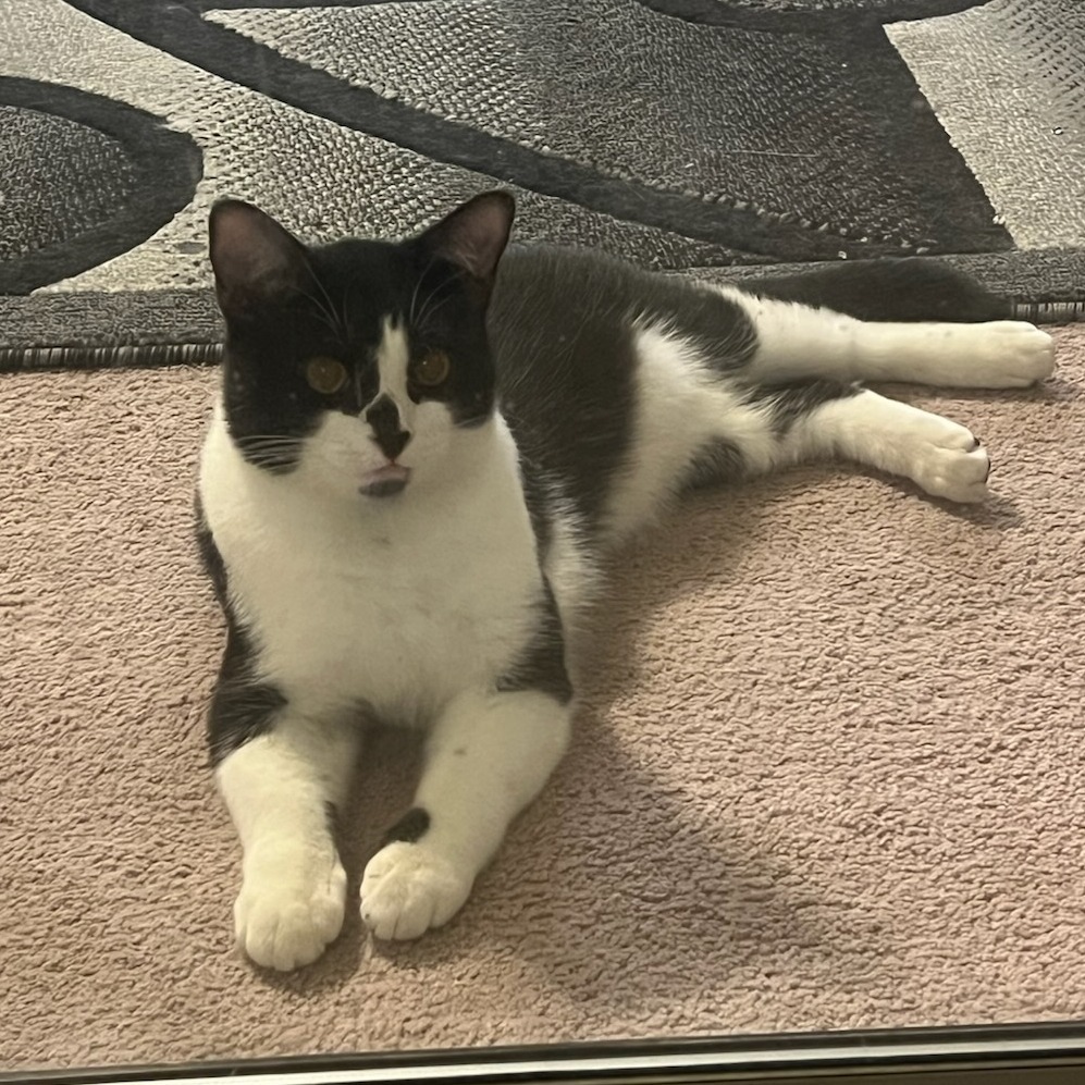Cobi