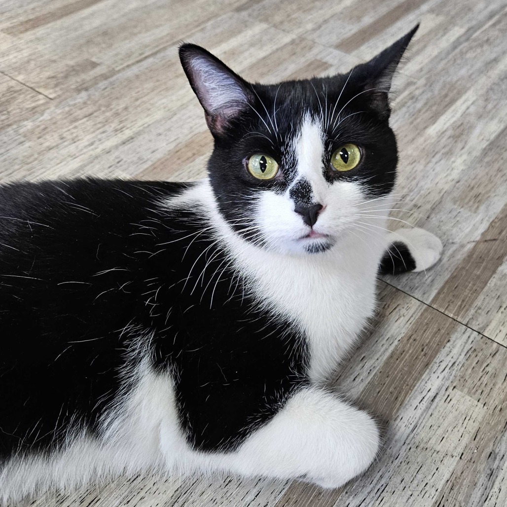 Cobi