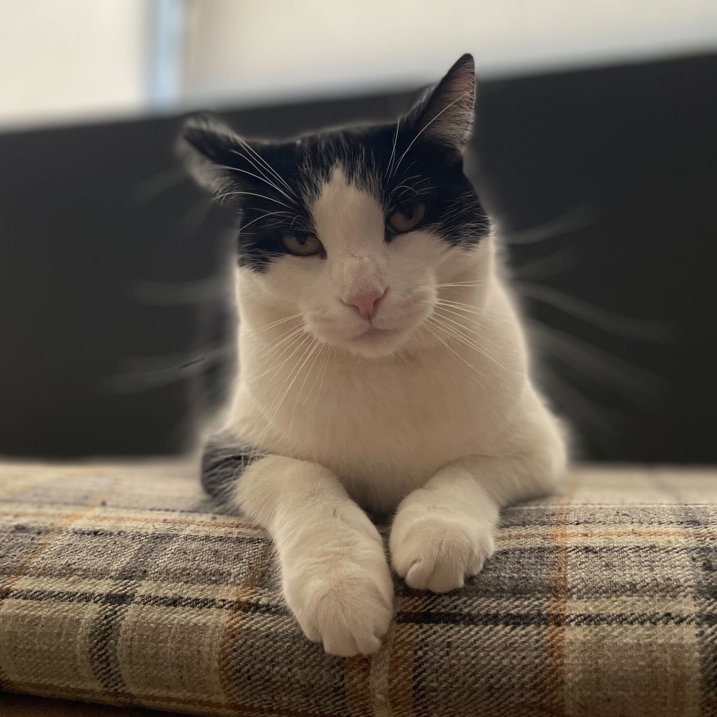 Kevin, an adoptable Domestic Short Hair in Las Vegas, NV, 89146 | Photo Image 1